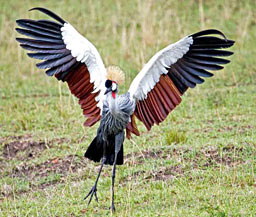 Africa: Birds Gallery