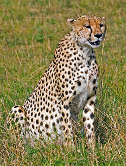 Africa: Big Cats Gallery