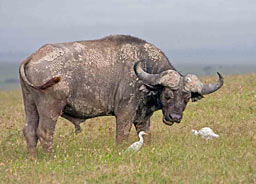Africa: Wildlife Gallery