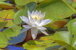 Click to view Block Island Nature Gallery Images