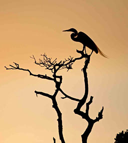Florida: Birds Gallery