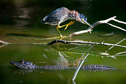 Florida: Wildlife Gallery