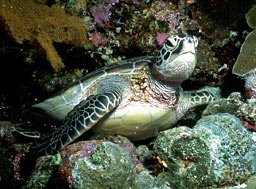 Underwater 2 Gallery